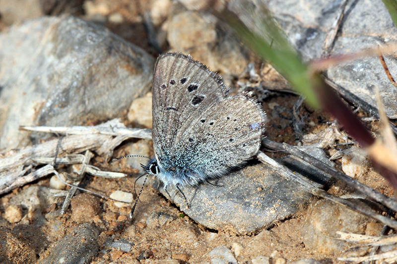 Escamas azules